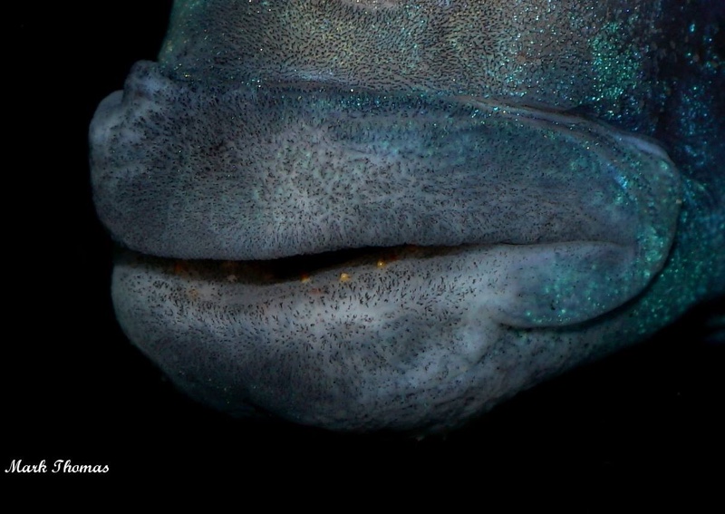 Placidochromis sp. 'phenochilus gissel'